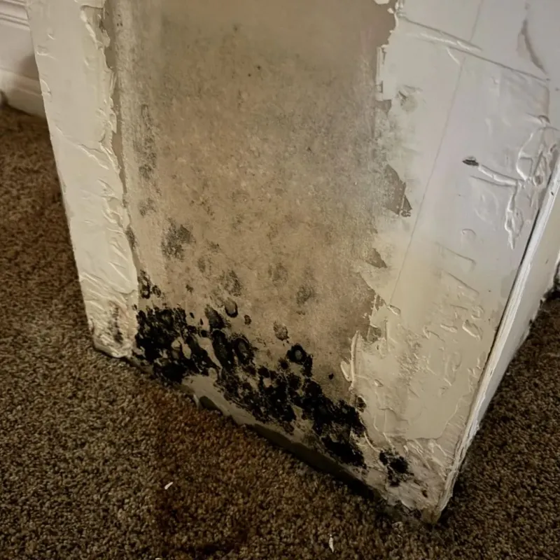Professional Mold Removal in Elizabethtown, NC